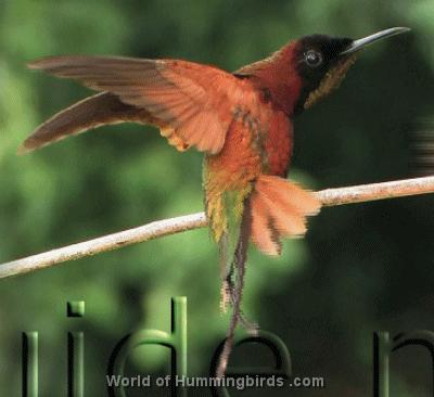 Hummingbird Garden Catalog: Crimson Topaz